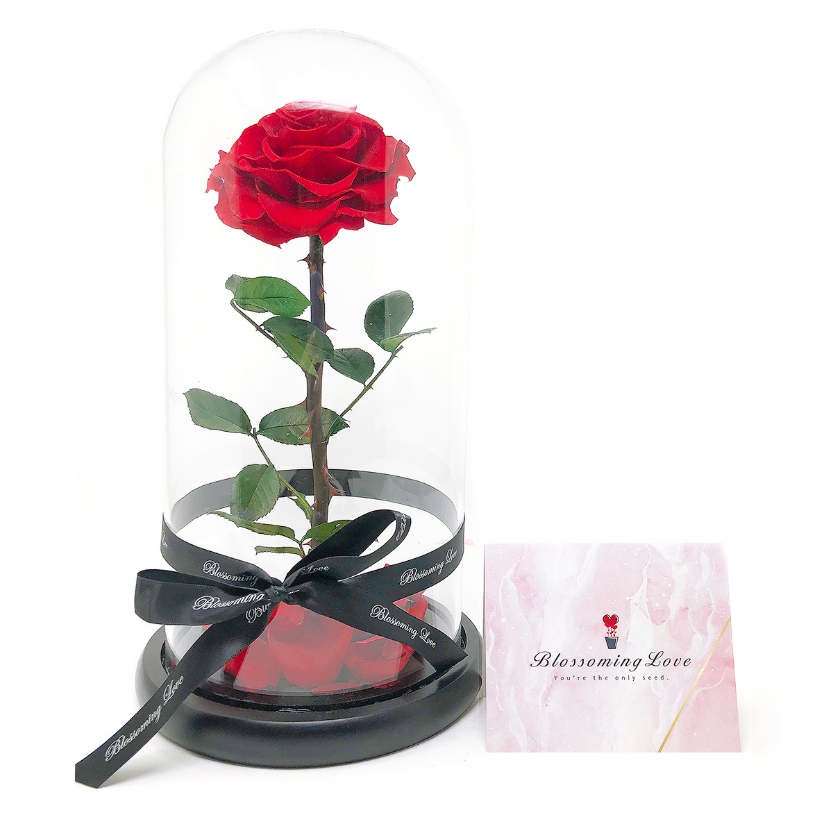 Blossoming Love Beauty and Beast Single Preserved Rose - Red
