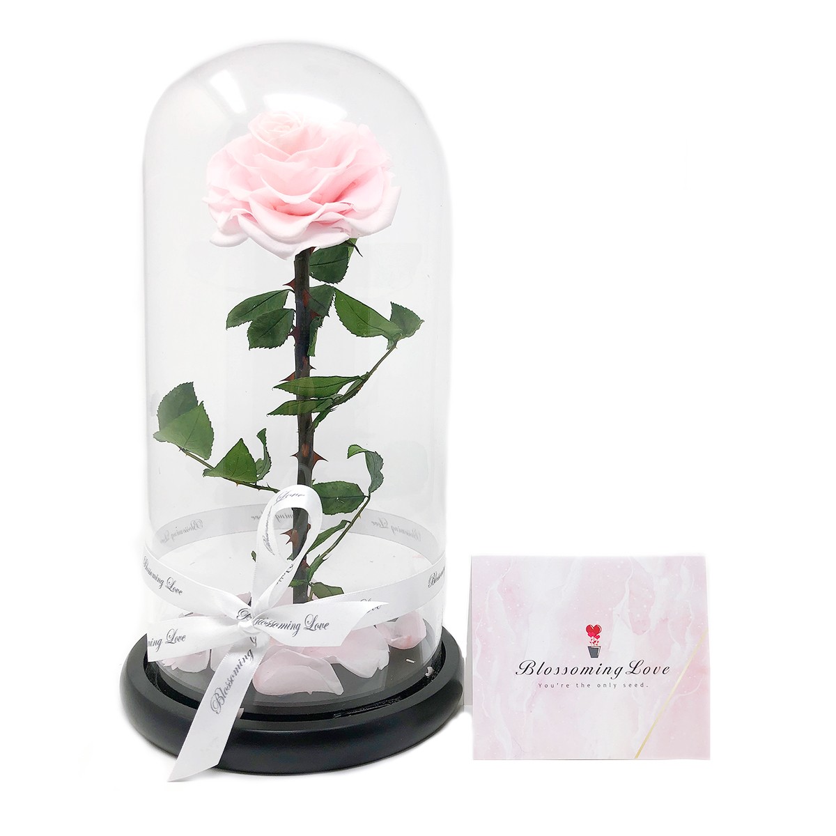 Blossoming Love Beauty and Beast Single Preserved Rose - Pink