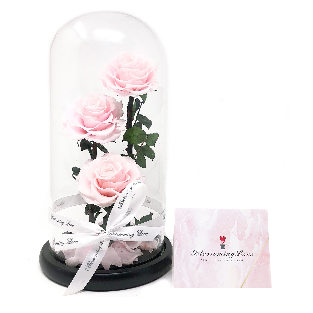 Blossoming Love Beauty and Beast Three Preserved Rose - Pink